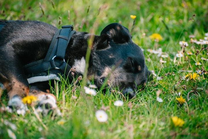 Tierkommunikation mit verstorbenem Tier