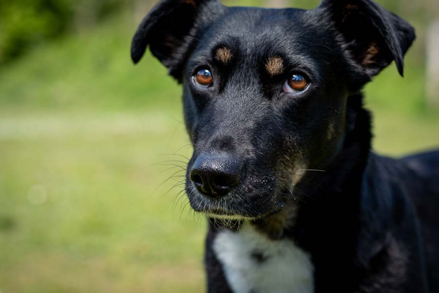 Tierkommunikation Gratis für Tierschutzvereine in Berlin